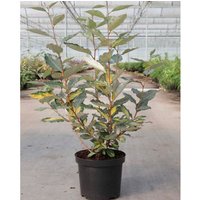 Elaeagnus x ebbingei 'Eleador'