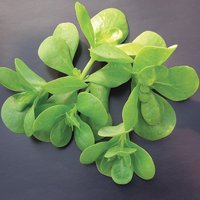 Purslane 'Golden' - Organic Herb Seeds