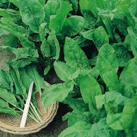 Sorrel 'Broad Leaved' - Organic Herb Seeds