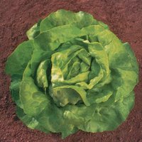 Lettuce 'Sylvesta' - Organic Seeds