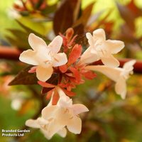 Abelia x grandiflora 'Caramel Charm'