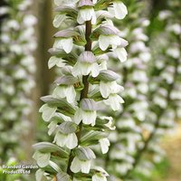 Acanthus mollis 'Hollards Gold'
