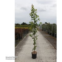 Acer rubrum 'Brandywine'
