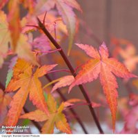Acer palmatum 'Osakazuki Seedling'