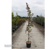Acer campestre 'Red Shine'