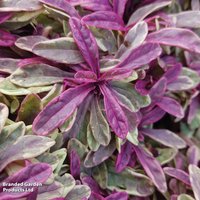 Ajuga tenorii 'Princess Nadia'