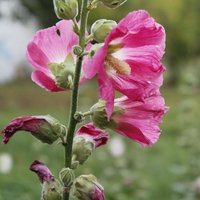 Hollyhock 'Radiant Rose'