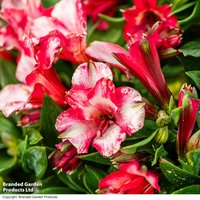 Alstroemeria 'Inticancha Mirabel'