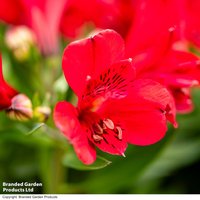 Alstroemeria Inticancha 'Valentino'