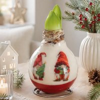 Amaryllis Touch Of Wax 'Porcelain Gnome Duo'