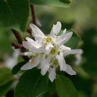 Amelanchier alnifolia 'Northline'