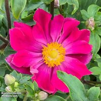 Anemone hupehensis 'Fantasy? Ariel'