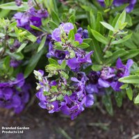 Angelonia 'Archangel Dark Purple'
