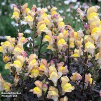 Antirrhinum majus 'Snap in Black Apricot'