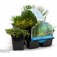 Oxygenating Pond Plant Collection