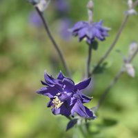 Aquilegia vulgaris 'Stellata Blue Barlow'