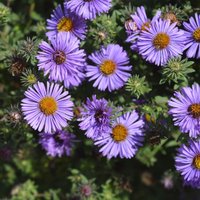 Aster novae-angliae 'Barrs Blue'