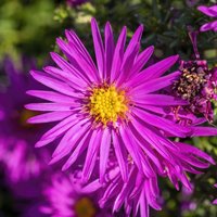 Aster novi-belgii 'Winston Churchill'