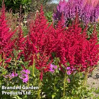 Astilbe Red