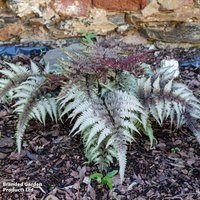 Athyrium niponicum 'Pictum'