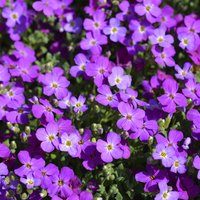 Aubrieta 'Argenteovariegata'