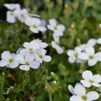 Aubrieta 'Somerfield Silver'