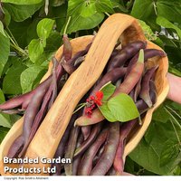 Runner Bean 'Black Knight' - Seeds