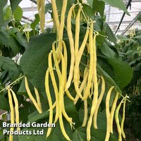 Climbing Bean 'French Sunshine' - Seeds