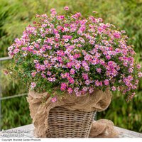 Bidens ferulifolia 'Pink Princess'