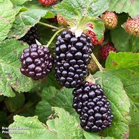 Blackberry 'Obsidian'