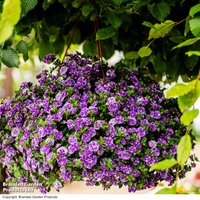 Calibrachoa 'Calita Double Blue Splash'