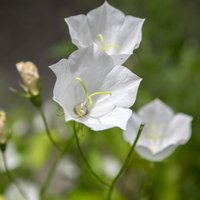 Campanula carpatica 'Alba White Clips'