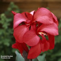 Canna x generalis 'Cannova Rose'