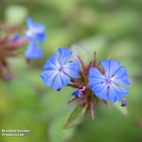 Ceratostigma willmottianum