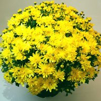 Chrysanthemum 'Bransound Yellow'