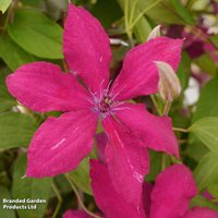 Clematis 'Rüütel'