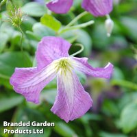 Clematis viticella