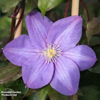 Clematis 'Vyvyan Pennell'