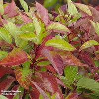 Cornus sericea 'Firedance First Editon'