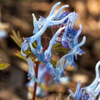 Corydalis flexuosa 'Pere David'