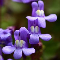 Cymbalaria pallida