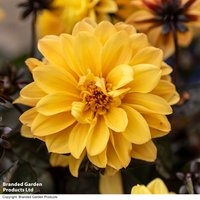 Dahlia coccinea 'Gardenetta Bright Yellow'