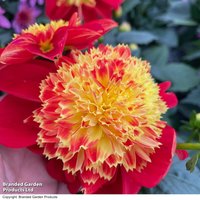 Dahlia 'Dahlina Maxi Starburst'