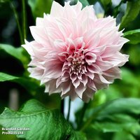 Dahlia 'Shiloh Noelle'