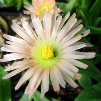 Delosperma sutherlandii 'Peach Star'