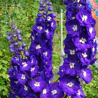 Delphinium 'Millennium Purple Passion'