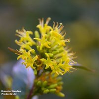 Diervilla sessilifolia 'Butterfly'