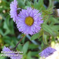 Erigeron speciosus 'Azure Fairy'