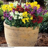 Wallflower 'Sugar Rush'