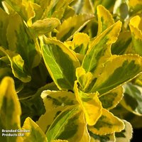 Euonymus fortuneii 'Golden Quinten'
